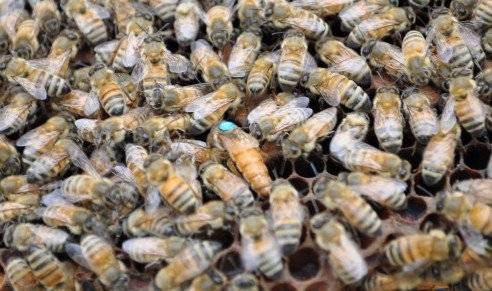 꿀벌 모습. 농진청 제공