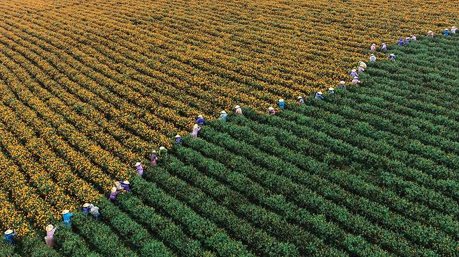 중국 남서부 윈난성 텅충에서 금잔화 꽃을 수확하는 농부들. /연합뉴스