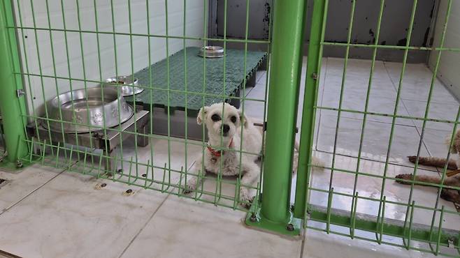 포항시 남구 일월동의 한 전봇대에 묶인 채 버려진 몰티즈가 포항시 동물보호센터에서 새 주인을 기다리고 있다.