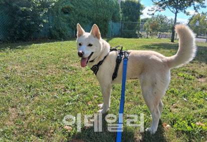 청주 개농장에서 도살 직전 구조 된 후 캐나다로 해외 입양간 진돗개의 모습(사진=휴메인 월드 포 애니멀즈)