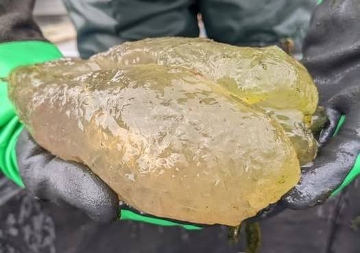 이끼벌레(큰빛이끼벌레) 군집. 사진=미국 어류 및 야생동물관리국(USFWS)