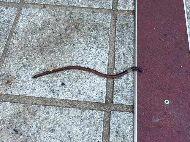 아파트 단지에서 발견된 지렁이. 고은경 기자