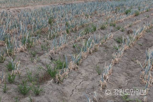 ▲ 역대급 가뭄에 농업용수 공급이 중단되는 등 강릉의 물 부족 사태가 심각한 가운데 1일 강릉시 송정동 한 대파밭에 심어진 파가 말라가고 있다. 특히 물 부족으로 땅도 갈라지는 등 농민들의 한숨이 깊다. 황선우 기자