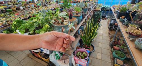 ◇2일 오후 강릉시 송정동 비닐하우스에서 재배되는 다육식물이 극심한 가뭄으로 뿌리가 말라 있다.