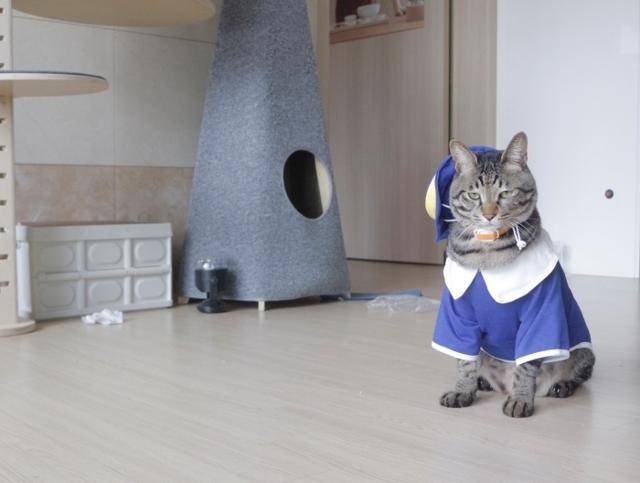 듬직한 첫째냥 토르