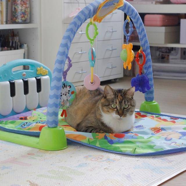 육아템을 육묘템으로 사용 중인 도도