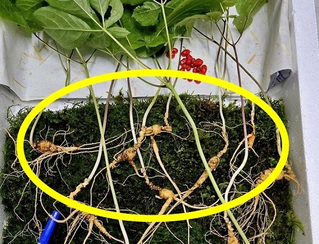 지리산에서 발견된 천종산삼. 한국전통심마니협회 제공.