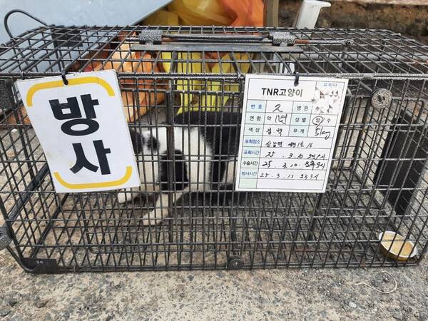 국가동물보호정보시스템에 등록된 한 암컷 길고양이 사진. 밀양 한 동물병원에서 3월 10일 오후 9시 중성화수술을 받아 3월 13일 오후 3시에 방사됐다. 농림축산식품부는 고시에서 암컷 고양이를 중성화 수술하면 72시간 이후 포획한 장소에 방사하도록 규정하고 있다. /국가동물보호정보시스템