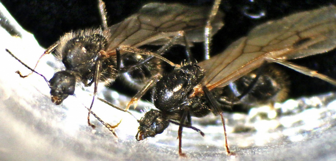 같은 군락에 있는 이베리아수확개미(학명 Messor ibericus) 수개미(왼쪽)와 스트럭터수확개미(학명 Messor structor) 수개미. Y. Juve et al.(2025)/nature 제공