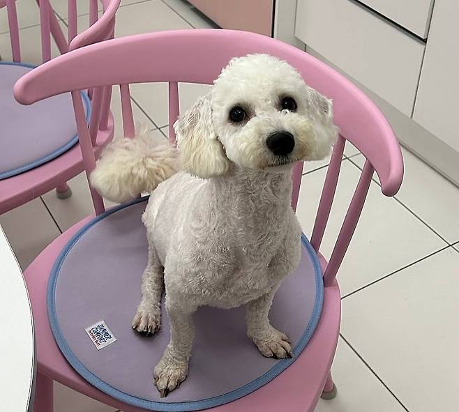 예쁘게 미용한 리코(CRK 제공) ⓒ 뉴스1