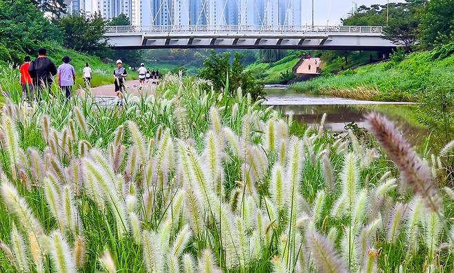 지난 5일 여전히 낮 최고기온이 30도를 웃도는 날씨를 보이고 있지만 아침저녁으로 선선한 바람도 불어온다. 광주 광산구 풍영정천에는 수크령이 핀 천변을 따라 시민들이 산책을 하고 있다. /김영근 기자