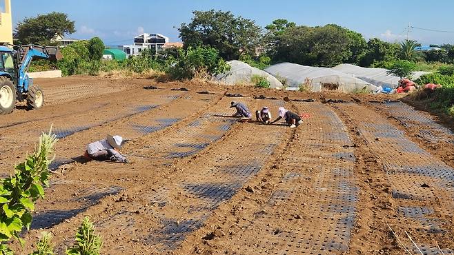 폭염주의보 속에도 마늘 파종에 나선 농가