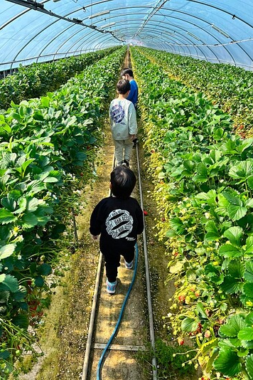 전라남도 담양군 청춘베리팜에서 방문객들이 수확 체험을 하고 있다. 임동만 대표 제공