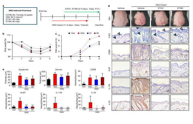 신규 저분자 화합물 ETI41과 ETI60의 치료 효능을 자가면역질환 동물으로 설명하는 연구 자료 <아주대학교 제공>