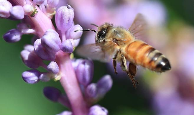 무더운 날씨를 보인 8월 26일 오전 제주 서귀포시 남원읍 휴애리자연생활공원 내 피어난 보라빛 맥문동 꽃 위로 꿀벌이 날아와 먹이활동을 하고 있다. 2025.08.26 뉴시스