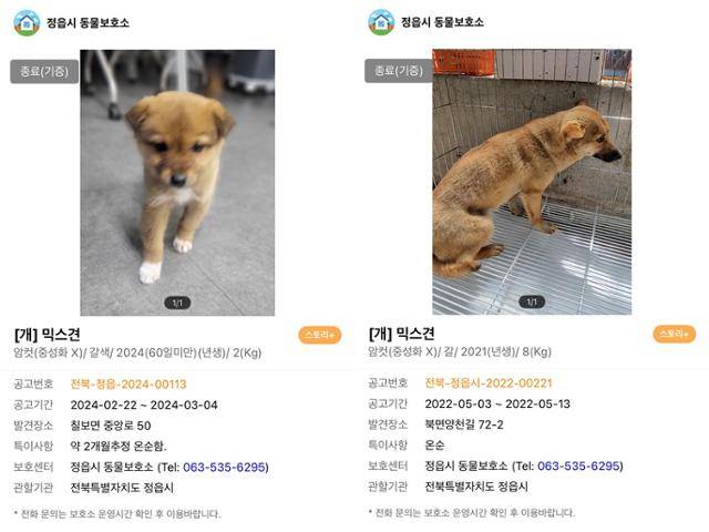 전북 정읍시 보호소에 들어온 유기견 2마리가 지난해 9월 전북 익산시 동물용 의약품 개발사로 입양된 뒤 안락사 당한 후 카데바로 이용됐다는 의혹이 제기됐다. 사진은 보호소에 들어왔을 당시 공고된 화면. 비글구조네트워크 제공