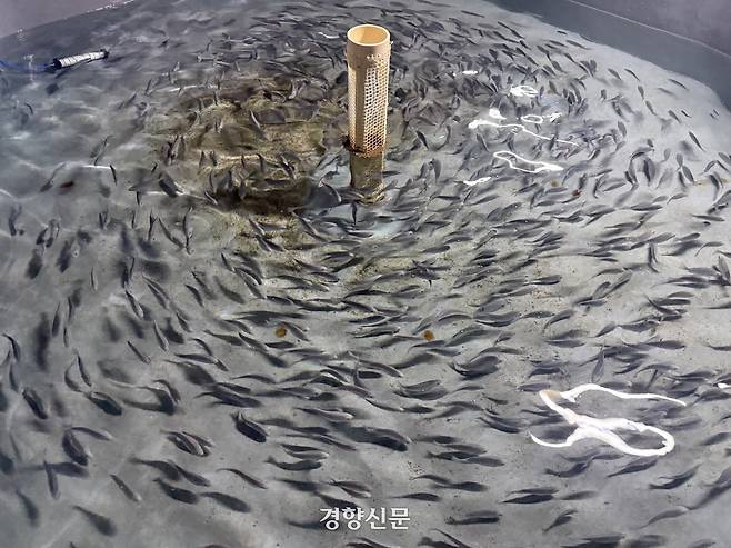 제주해양수산연구원이 기후변화로 인한 고수온 피해를 줄이기 위해 긴꼬리벵에돔과 말쥐치 양식 연구를 시작했다. 제주해양수산연구원 제공