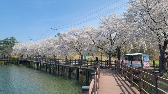 ▲ 만개한 벚꽃이 터널을 이룬 의성 조성지 데크산책로는 매년 봄 수많은 여행객이 찾는 벚꽃 명소다. 의성군
