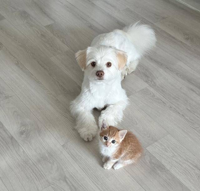 이렇게 예쁜 털뭉치와 함께 산다니, 집사님 심장 남아나지 않을듯!