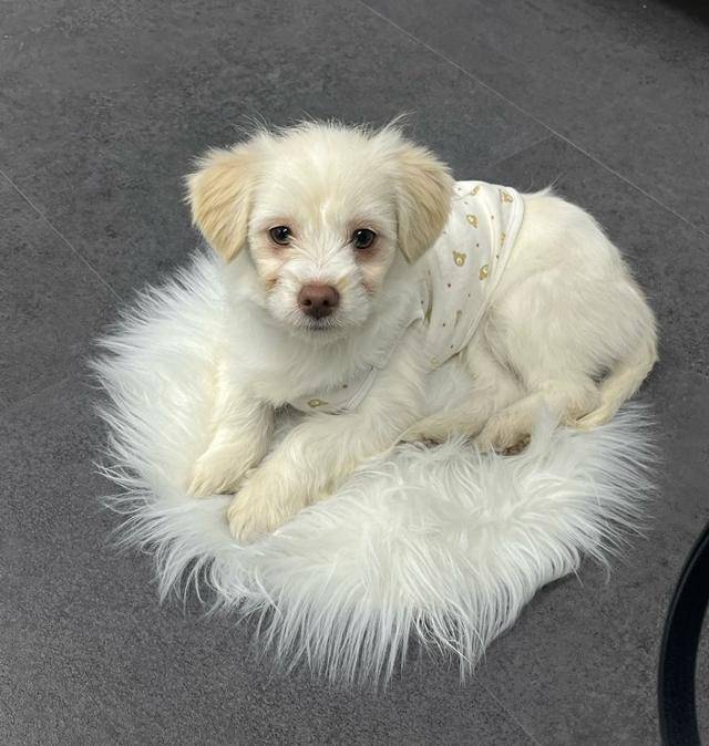 몽실이의 어린 시절... 눈빛이 아련아련해요.