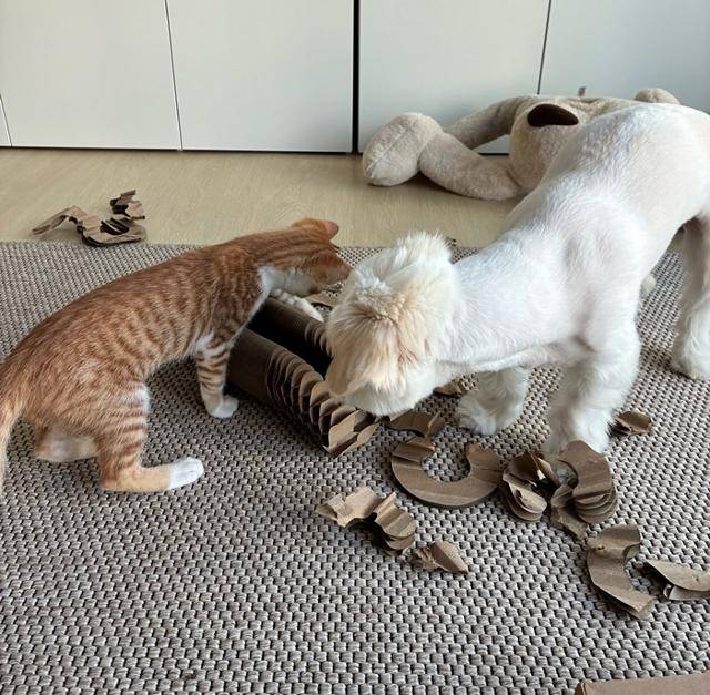 멍냥이의 놀이 시간!