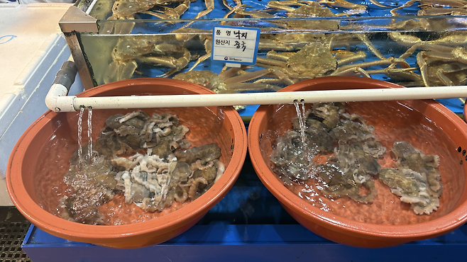 지난 8일 서울 동작구 노량진 수산시장 한 가게에서 중국산 낙지가 판매되고 있다. 박연수 기자