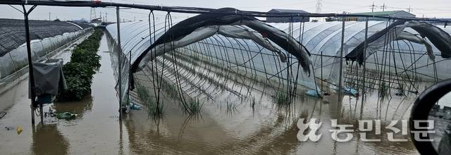 6~7일 내린 극한호우로 전북 완주의 대파 시설하우스가 물에 잠겼다.