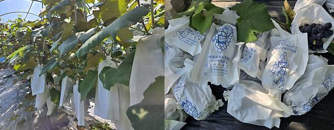 10일 오전 '포도 수확 체험'이 진행된 포도농장 전경(왼쪽)과 수확한 포도. 정경아 기자