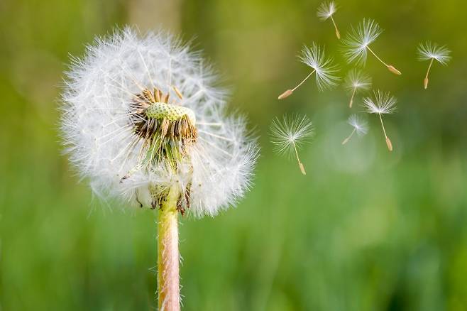 민들레는 바람을 이용해 씨앗을 멀리 퍼뜨리는 대표적인 식물이다. 바람이 불면 홀씨 밑동이 쉽게 절단돼 떨어져 나간다. 게티이미지뱅크 제공