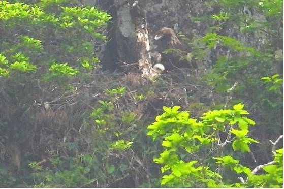 한라산 북쪽 절벽의 둥지에 있는 검독수리. 국립생태원 제공