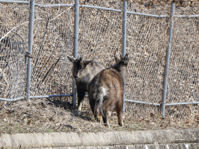 지난겨울 ASF 차단 울타리에 막혀 오도 가도 못하는 상황에 처한 산양들. 국립공원을 지키는 시민의 모임 제공