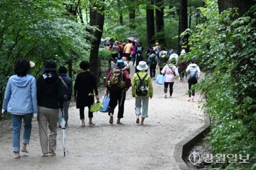 20일 평창 월정사 전나무 숲길에서 열린 2025 오대산 전나무 숲길 맨발 힐링 트래킹에 참가한 시민들이 자연과 하나되는 치유의 시간을 갖고 있다. 신세희기자