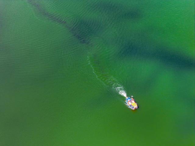 더위가 이어진 지난 8월 29일 대구 달성군 강정고령보 인근 낙동강에 녹조가 발생해 조류경보 '경계' 단계가 발령된 가운데 녹조제거선이 운영되고 있다. 연합뉴스