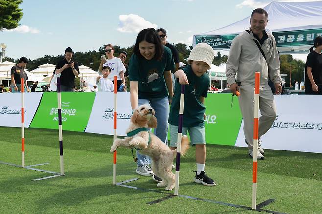 반려견과 보호자가 봉 사이를 왕복으로 통과하는 '위브폴' 시합에 참여하고 있다. / 고운호 기자