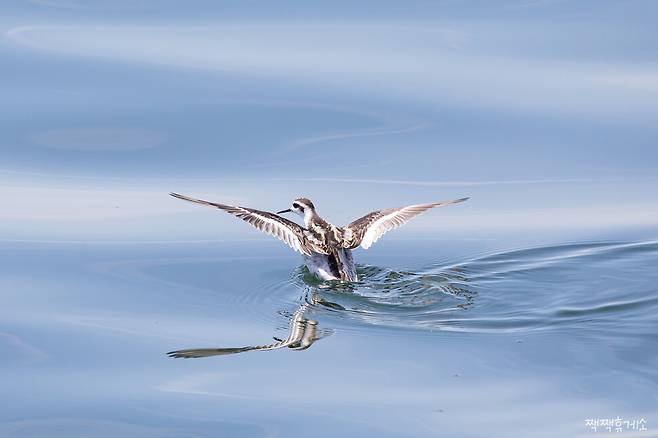 울산 앞바다에서 발견된 지느러미발도요. 울산짹짹휴게소 제공