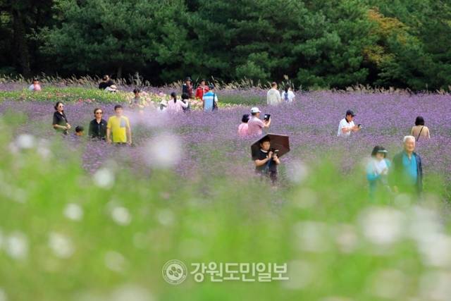 ▲ ‘꽃마을 인제’ 2025 인제 가을꽃 축제가 27일 개막했다. 올해로 7회째를 맞은 가을꽃 축제는 오는 10월 19일까지 23일간 인제군 북면 용대관광지 일원에서 열린다. 인제 꽃축제의 특별함을 선사하기 위해 차별화된 공간 구성과 함께 체험 프로그램이 강화됐으며 △행복하길 △사랑하길 △소통하길 △힐링하길 등 네 가지 테마로 꾸며졌다. 축제장 곳곳에 인파가 몰리고 있다. 이동명 기자