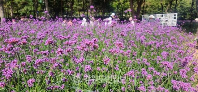 ▲ ‘꽃마을 인제’ 2025 인제 가을꽃 축제가 27일 개막했다. 올해로 7회째를 맞은 가을꽃 축제는 오는 10월 19일까지 23일간 인제군 북면 용대관광지 일원에서 열린다. 인제 꽃축제의 특별함을 선사하기 위해 차별화된 공간 구성과 함께 체험 프로그램이 강화됐으며 △행복하길 △사랑하길 △소통하길 △힐링하길 등 네 가지 테마로 꾸며졌다. 축제장 곳곳에 인파가 몰리고 있다.