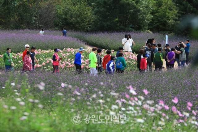 ▲ ‘꽃마을 인제’ 2025 인제 가을꽃 축제가 27일 개막했다. 올해로 7회째를 맞은 가을꽃 축제는 오는 10월 19일까지 23일간 인제군 북면 용대관광지 일원에서 열린다. 인제 꽃축제의 특별함을 선사하기 위해 차별화된 공간 구성과 함께 체험 프로그램이 강화됐으며 △행복하길 △사랑하길 △소통하길 △힐링하길 등 네 가지 테마로 꾸며졌다. 축제장 곳곳에 인파가 몰리고 있다. 이동명 기자
