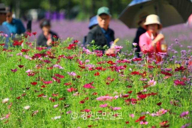 ▲ ‘꽃마을 인제’ 2025 인제 가을꽃 축제가 27일 개막했다. 올해로 7회째를 맞은 가을꽃 축제는 오는 10월 19일까지 23일간 인제군 북면 용대관광지 일원에서 열린다. 인제 꽃축제의 특별함을 선사하기 위해 차별화된 공간 구성과 함께 체험 프로그램이 강화됐으며 △행복하길 △사랑하길 △소통하길 △힐링하길 등 네 가지 테마로 꾸며졌다. 축제장 곳곳에 인파가 몰리고 있다. 이동명 기자