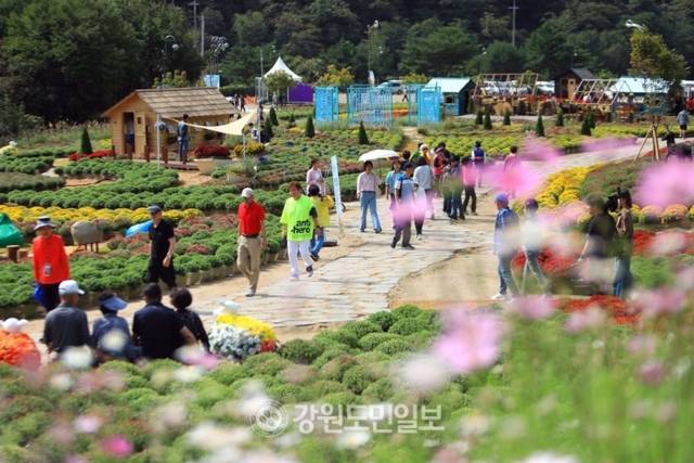 ▲ ‘꽃마을 인제’ 2025 인제 가을꽃 축제가 27일 개막했다. 올해로 7회째를 맞은 가을꽃 축제는 오는 10월 19일까지 23일간 인제군 북면 용대관광지 일원에서 열린다. 인제 꽃축제의 특별함을 선사하기 위해 차별화된 공간 구성과 함께 체험 프로그램이 강화됐으며 △행복하길 △사랑하길 △소통하길 △힐링하길 등 네 가지 테마로 꾸며졌다. 축제장 곳곳에 인파가 몰리고 있다. 이동명 기자