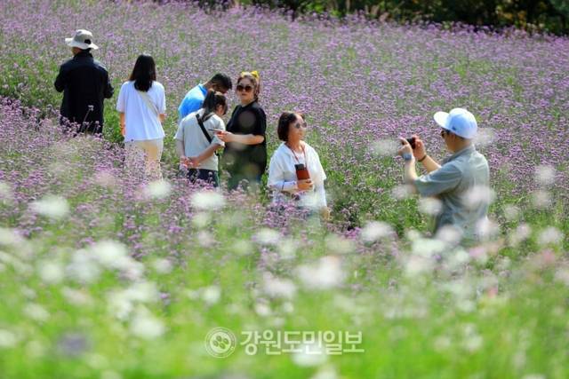 ▲ ‘꽃마을 인제’ 2025 인제 가을꽃 축제가 27일 개막했다. 올해로 7회째를 맞은 가을꽃 축제는 오는 10월 19일까지 23일간 인제군 북면 용대관광지 일원에서 열린다. 인제 꽃축제의 특별함을 선사하기 위해 차별화된 공간 구성과 함께 체험 프로그램이 강화됐으며 △행복하길 △사랑하길 △소통하길 △힐링하길 등 네 가지 테마로 꾸며졌다. 축제장 곳곳에 인파가 몰리고 있다. 이동명 기자