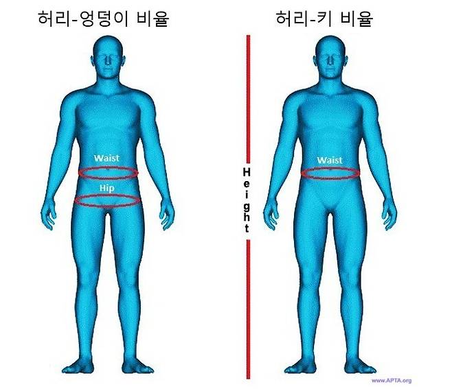 허리둘레를 엉덩이둘레로 나눈 값인 허리-엉덩이 비율(WHR), 허리둘레를 키로 나눈 값인 허리-키 비율(WHtR)도 비만을 측정하는 지표로 많이 쓰인다.