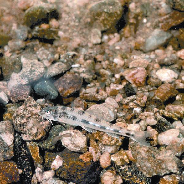 우리나라에서만 서식하는 고유종이자 멸종위기 야생생물 Ⅰ급인 흰수마자. 국립생물자원관 홈페이지