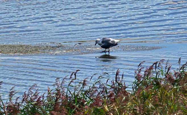 전라북도 새만금신공항 사업 예정 부지에 서식 중인 새. ⓒ제주의소리