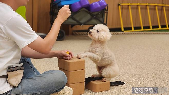 반려견 피트니스 프로그램. 사진=신용현 기자