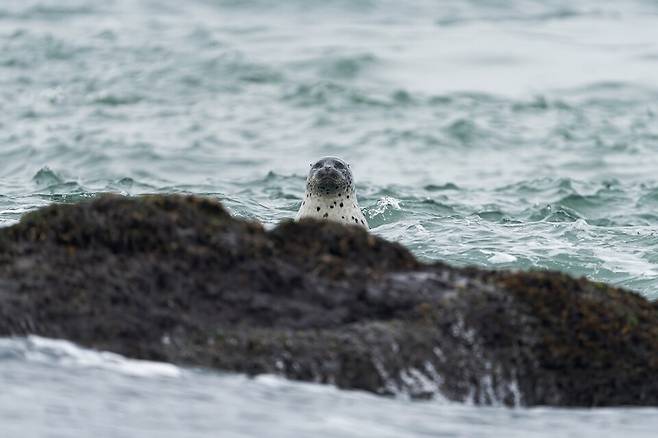 ▲ 인천 옹진군 대청도에서 관찰된 점박이물범. /사진제공=인천녹색연합