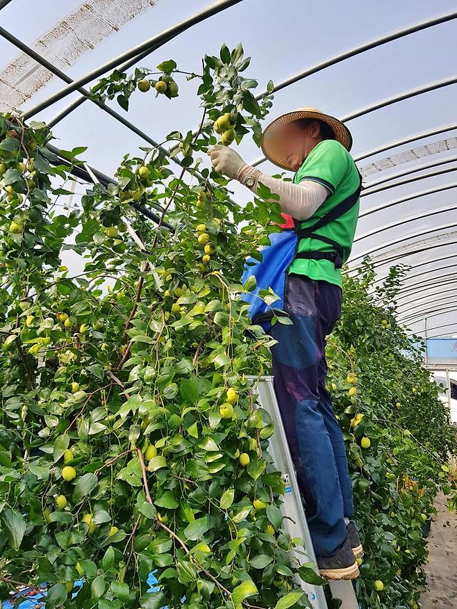 충남 부여에 있는 사과대추 농장 / 사진=롯데마트 제공