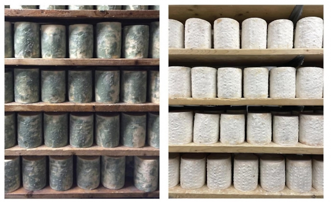 본래 베일리 헤이즌 블루 치즈(왼쪽)와 흰색으로 변한 돌연변이. Credit: Benjamin Wolfe