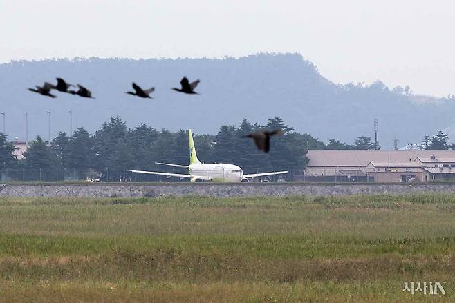 전북 군산시 옥서면 선연리 군산공항 인근에서 가마우지 떼가 날아가고 있다. ⓒ시사IN 이명익