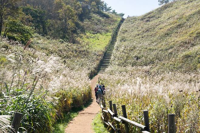 전국 5대 억새 군락지 중 하나인 강원 정선군 남면 민둥산 정상 부근에 뒤덮인 억새가 은빛 물결을 일으키며 장관을 연출하고 있다. 정선군 제공